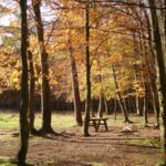 Foret automne