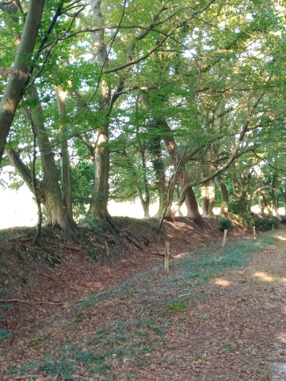 orée de la forêt au Quesney