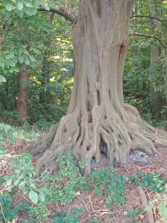 Quel est donc cet arbre?